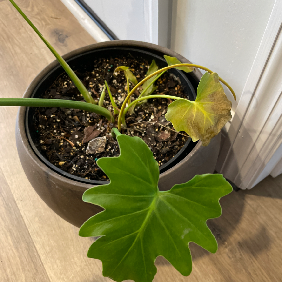 Philodendron Xanadu plant in a pot with some browning leaves and visible soil.
