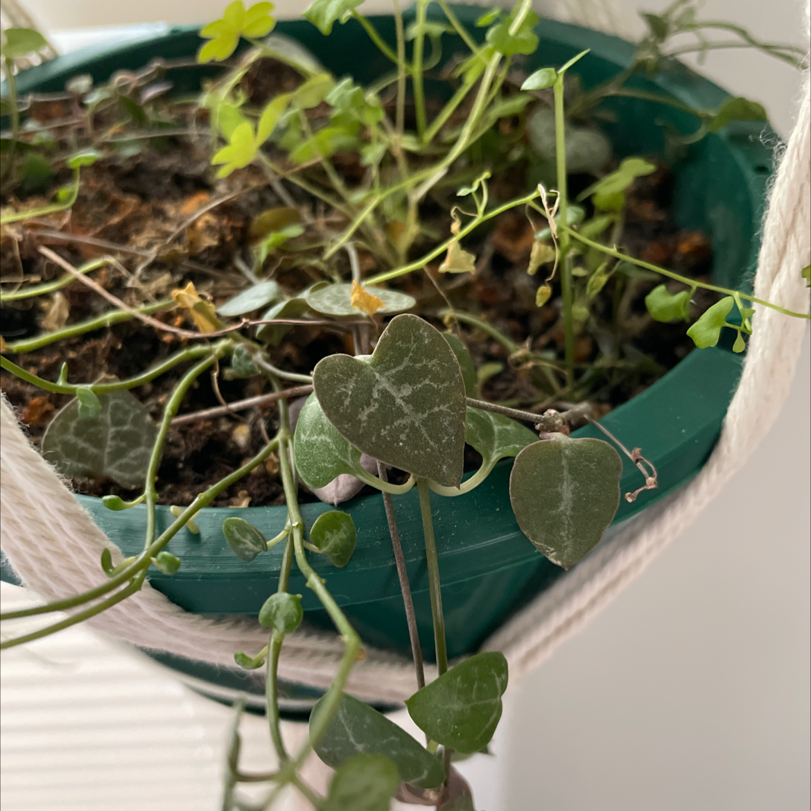 Healthy variegated Chain of Hearts plant growing in a teal pot, with heart-shaped leaves cascading down from thin stems.