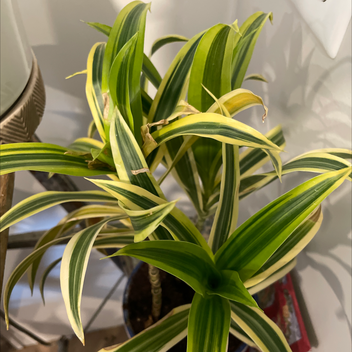 Healthy Song of India plant with vibrant green and yellow striped spiky leaves, in a decorative ceramic pot.