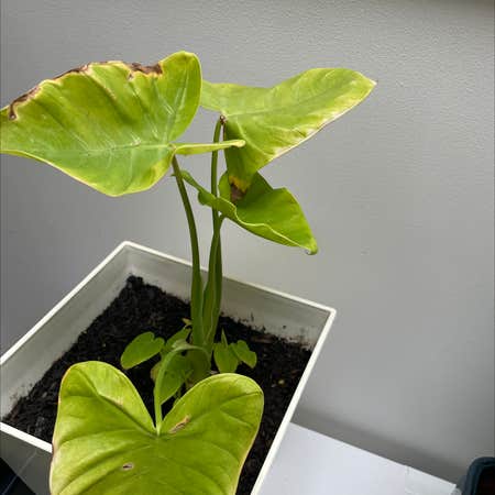 Photo of the plant species Colocasia 'Royal Hawaiian Maui Gold' by @Izaktronic2000 named Lime Zinger on Greg, the plant care app