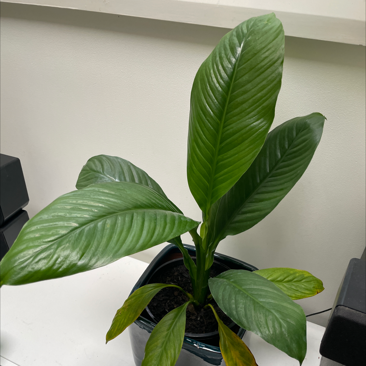 Photo of the plant species Sensation Peace Lily by @Izaktronic2000 named Sensation on Greg, the plant care app