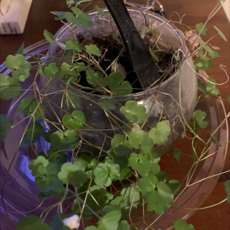 Kenilworth Ivy plant in a pot with healthy green leaves and visible soil.