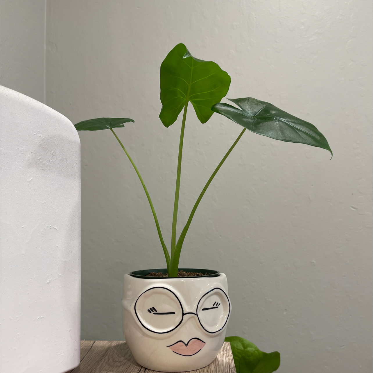 Photo of the plant species Calidora Elephant's Ear by @Cameyahmae named A’kai on Greg, the plant care app