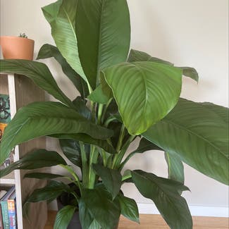 Peace Lily plant in Seattle, Washington