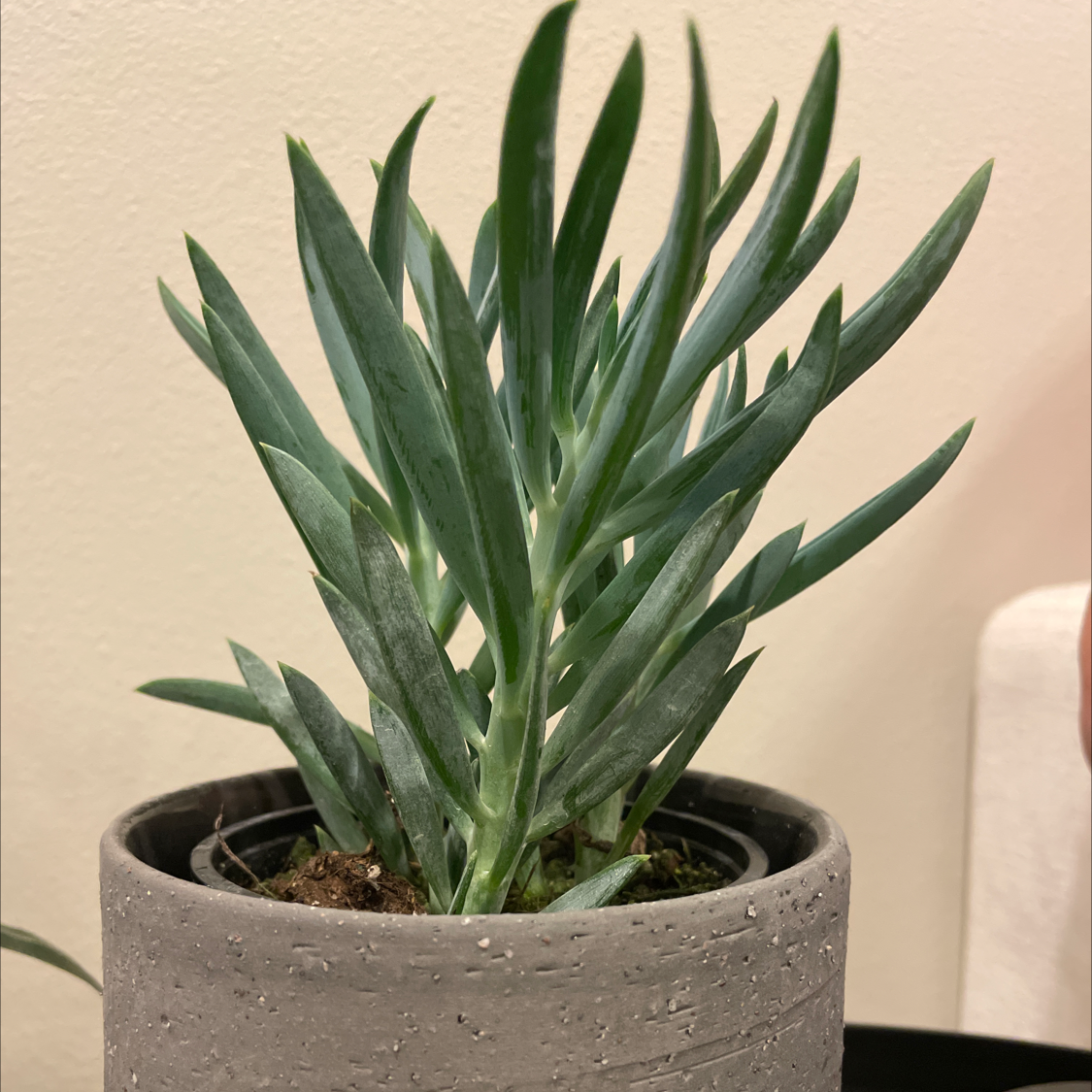 Healthy Skyscraper Senecio plant in a pot with green leaves.