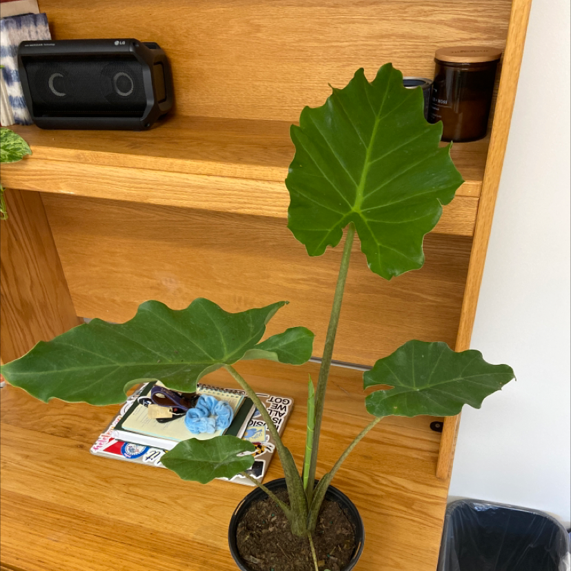 Giant Taro plant with large green leaves on a wooden shelf indoors.