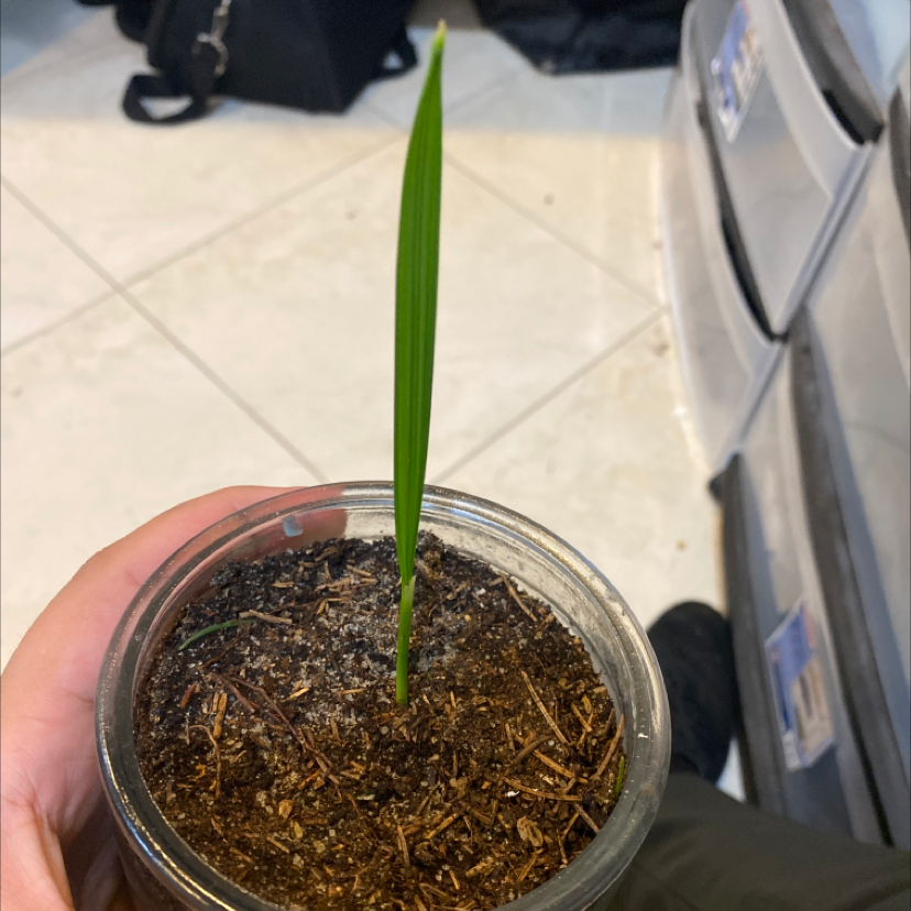 Potted Majesty Palm with healthy green fronds and slight browning on tips, held by hand to show size and growth.