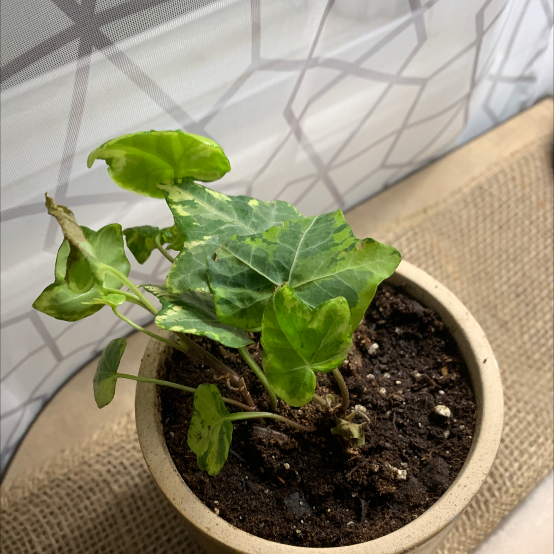 Photo of the plant species variegated ivy by @Kikithajthaj named Sunny ☀️ on Greg, the plant care app