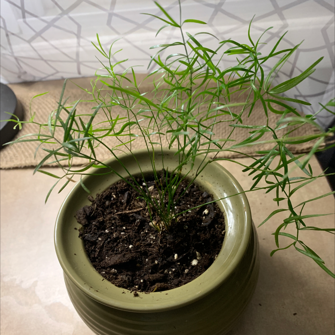 Photo of the plant species Sprenger's Asparagus by @Kikithajthaj named Carl on Greg, the plant care app