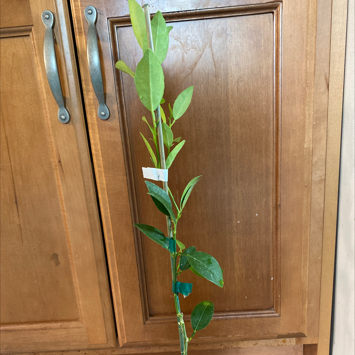 Photo of the plant species Key Lime Tree by @pythagoraskitty named Lime on Greg, the plant care app