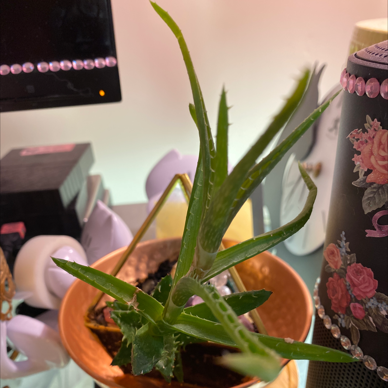 Aloe vera plant photo by @pythagoraskitty named Mama Aloe on Greg, the plant care app.