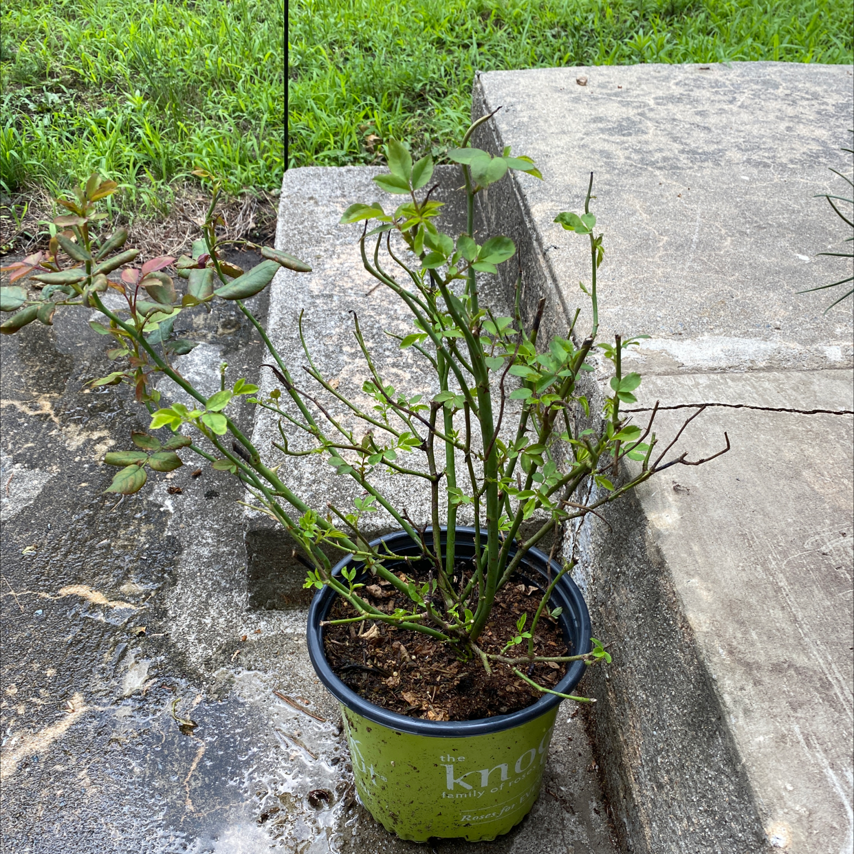 Photo of the plant species Pink Double Knock Out Rose by @pythagoraskitty named Amelia Rose on Greg, the plant care app