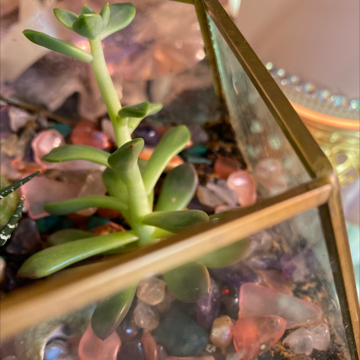 Tree Stonecrop succulent in a glass container with decorative stones.
