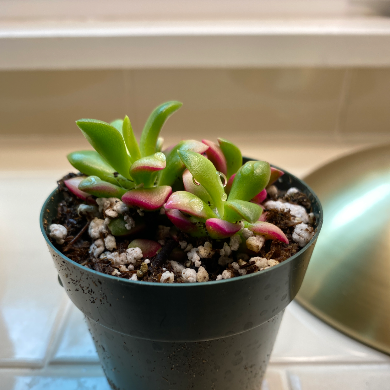 Photo of the plant species Anacampseros 'Sunrise' by @pythagoraskitty named Sunrise on Greg, the plant care app