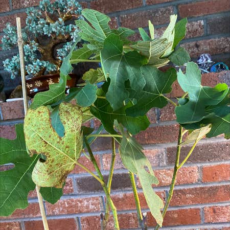 Photo of the plant species Hardy Fig Tree by @pythagoraskitty named Fig on Greg, the plant care app