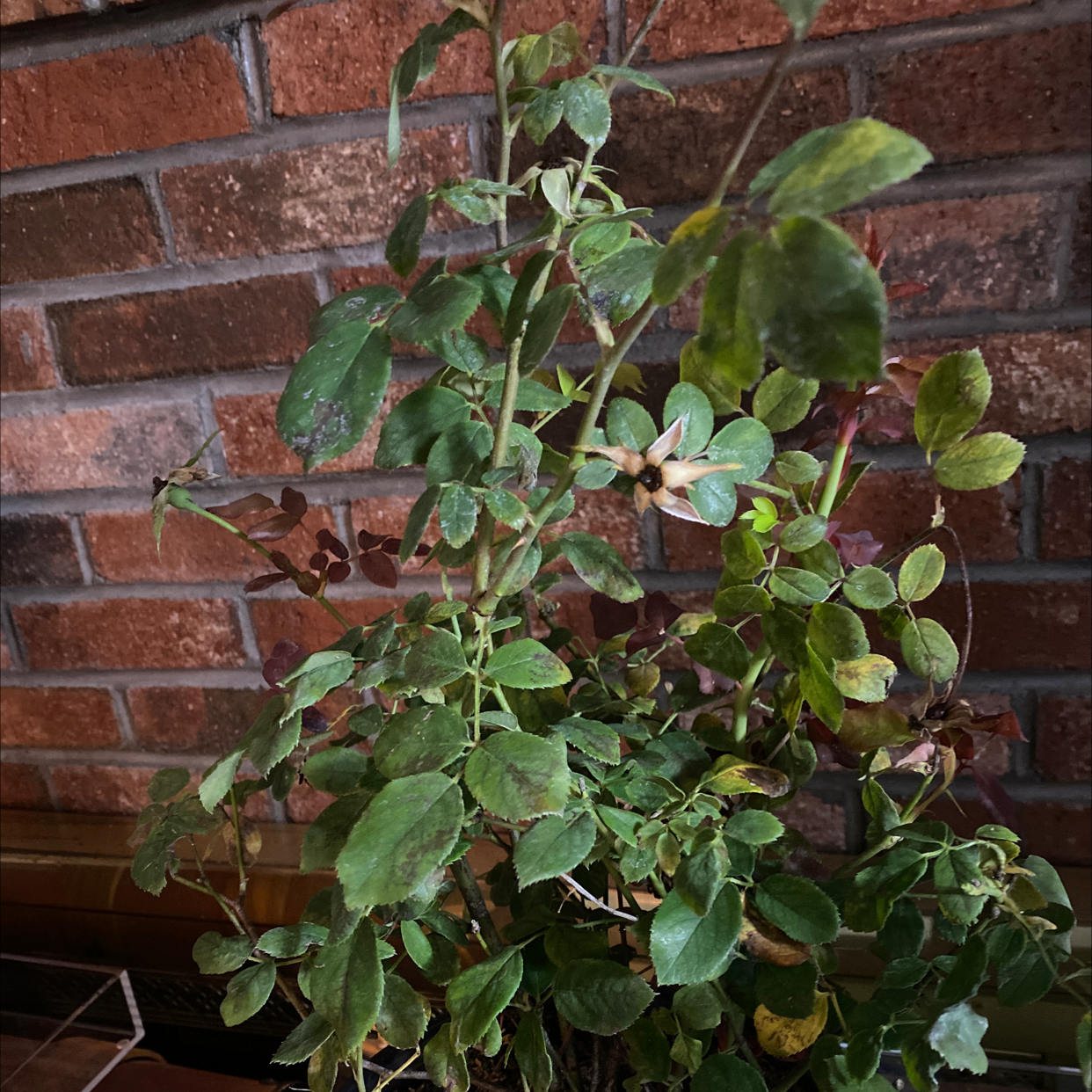 Photo of the plant species Pink Double Knock Out Rose by @pythagoraskitty named Cecilia Rose on Greg, the plant care app