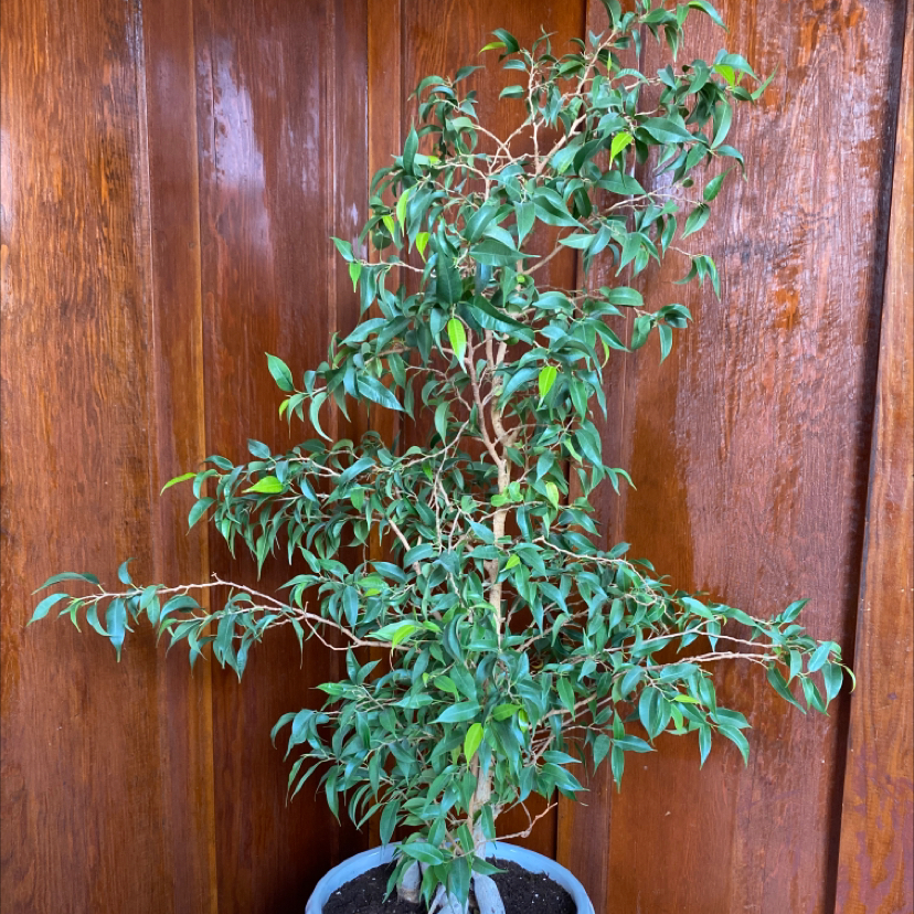 Weeping Fig plant photo by Sharon named Darwin on Greg, the plant care app.