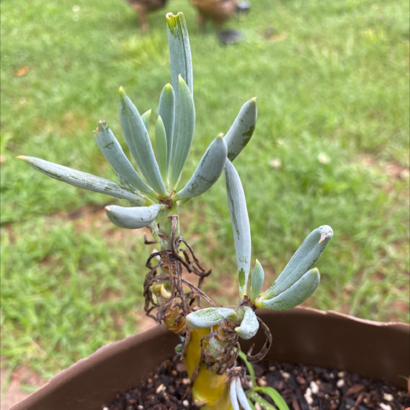 Pig's Ear plant with elongated leaves, some yellowing and browning, potted with visible soil.