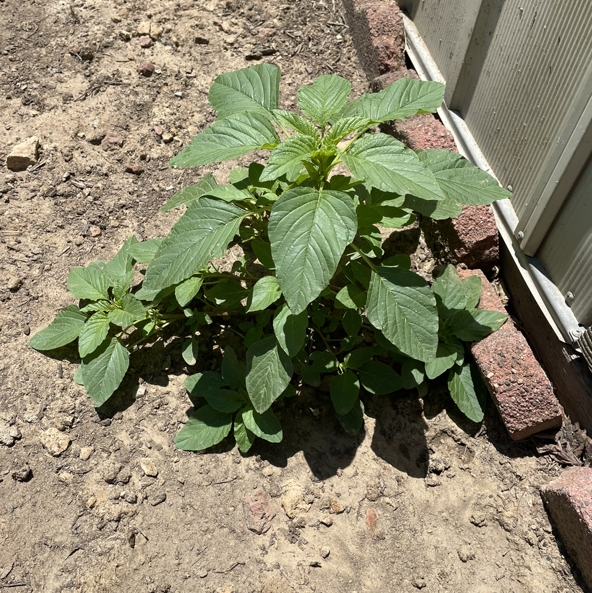 Healthy Purple Amaranth plant in a garden bed with green leaves.