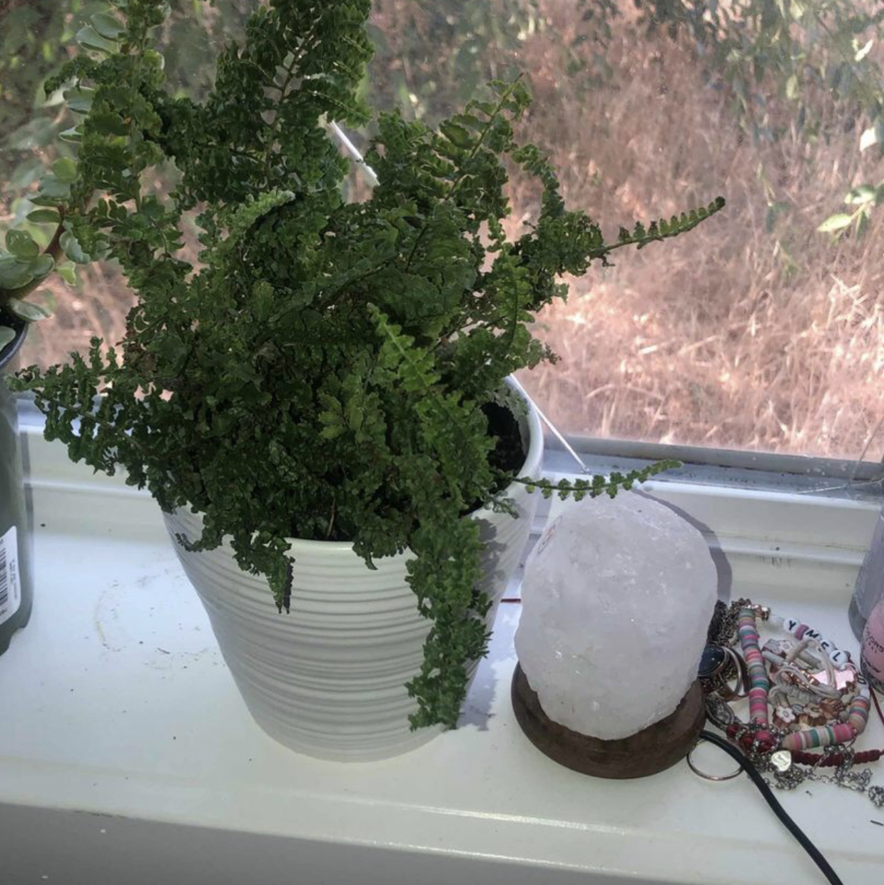 Boston Fern plant photo by @livlovesplants77 named Fernie Saunders on Greg, the plant care app.