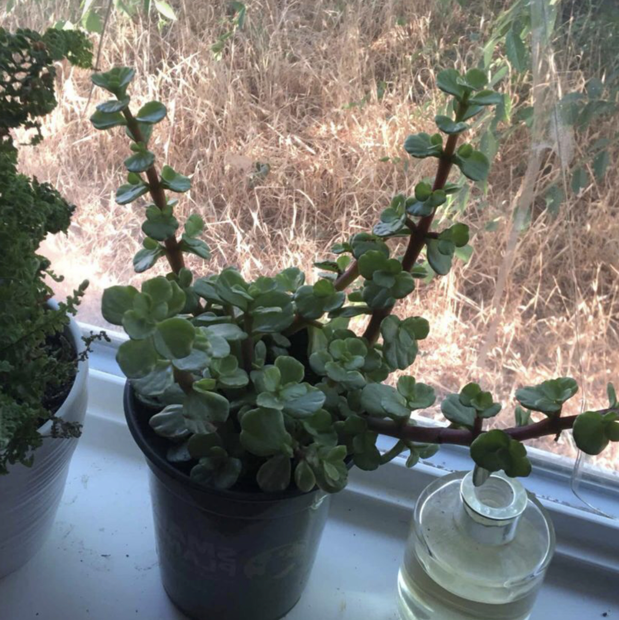 Elephant Bush plant photo by @livlovesplants77 named Eli on Greg, the plant care app.