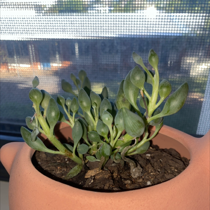 Potted Spear Head Senecio plant with healthy green leaves in a terracotta pot.
