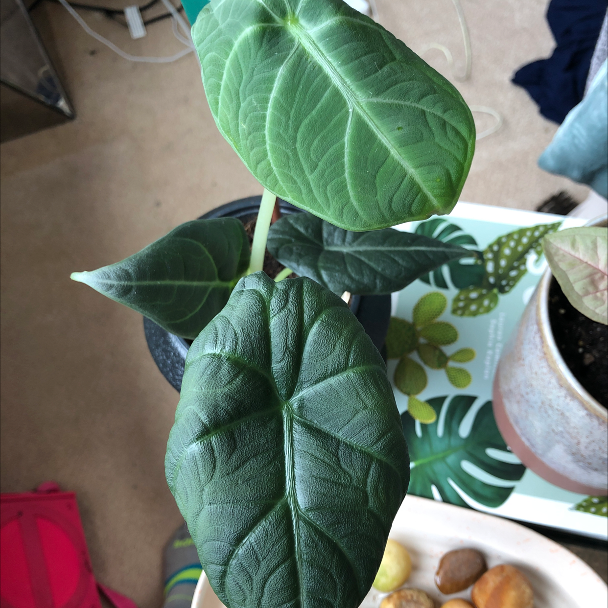 Alocasia 'Maharani' plant with large, textured leaves in a pot.