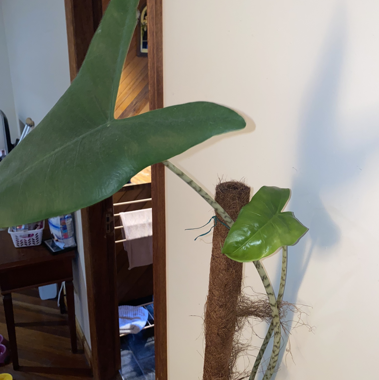 Alocasia longiloba plant with large green leaves supported by a stake.