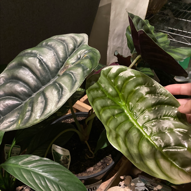 Alocasia ‘Red Secret’ plant with large, glossy leaves. Hand holding one leaf.