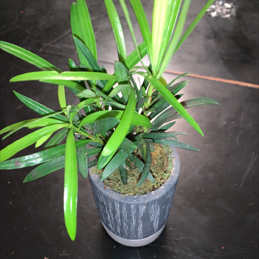Podocarpus plant in a pot with healthy green leaves.