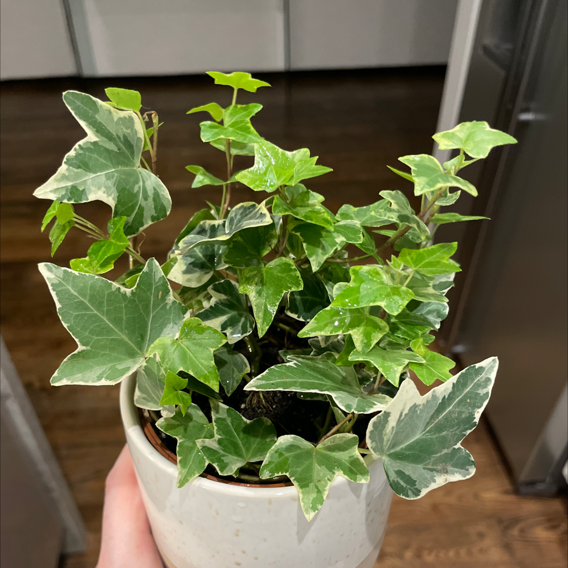 English Ivy plant photo by @lopsie named Darwin on Greg, the plant care app.