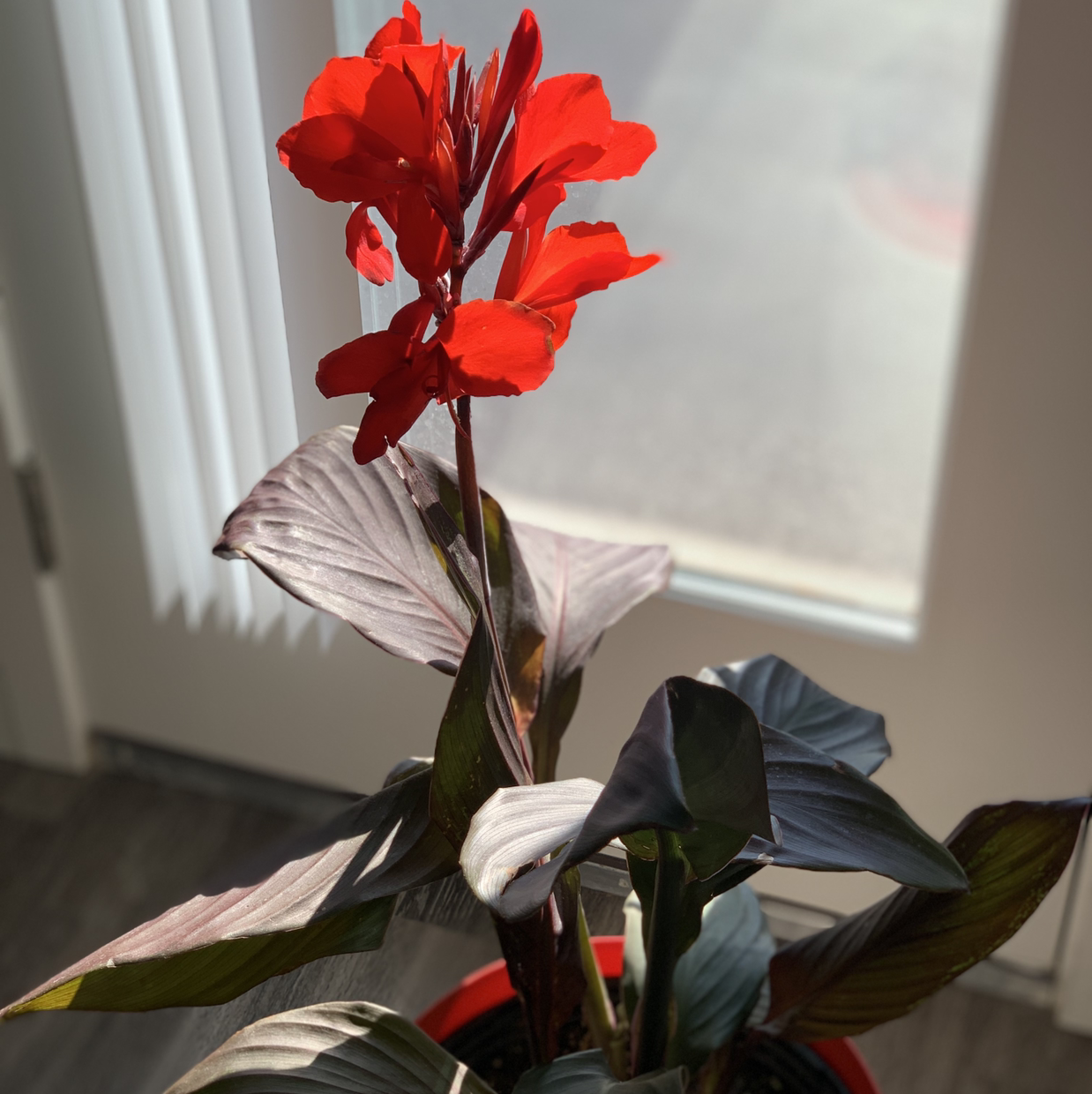 Close-up of a vibrant red Canna Lily flower in bloom, with glossy green leaves visible. The plant appears healthy.