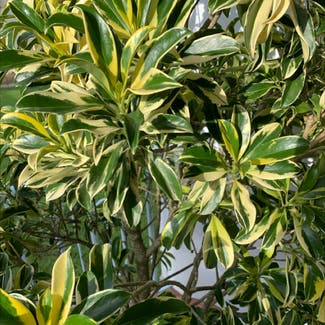 Fagraea ceilanica plant in Hougang, Singapore