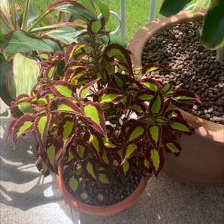 Coleus plant in Hougang, Singapore
