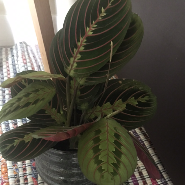 Green Prayer Plant plant photo by Catherine named Your plant on Greg, the plant care app.