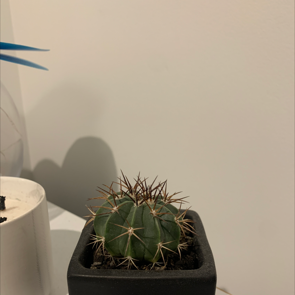 A healthy Blue Barrel Cactus in a black pot with visible soil.