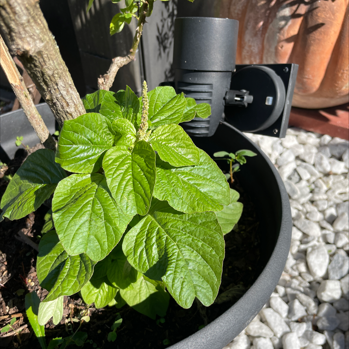 Photo of the plant species Willow-leaf amaranth by Evita named Your plant on Greg, the plant care app