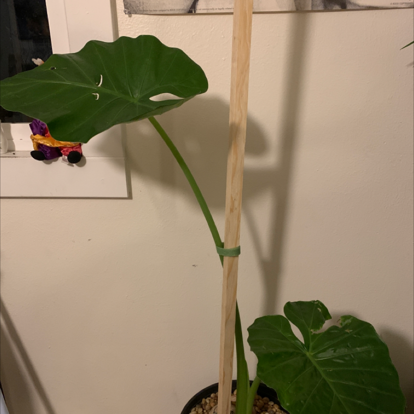 Giant Taro plant in a pot with visible soil and a support stick.
