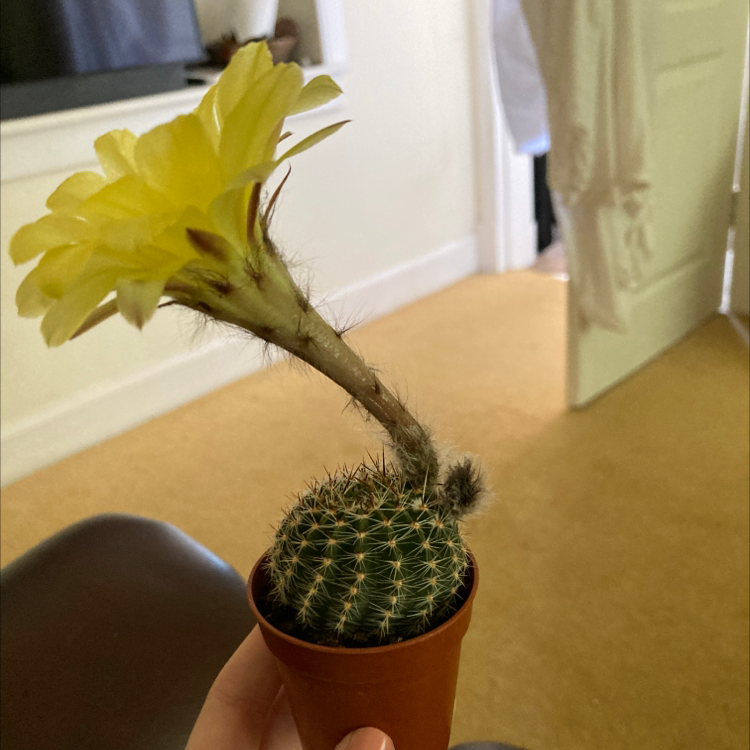 Texas Rainbow Cactus in a small pot with a yellow flower blooming at the top.