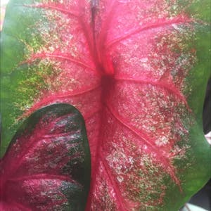 Caladium Gingerland plant photo by Dagmawit named Angle wings🤍 on Greg, the plant care app.