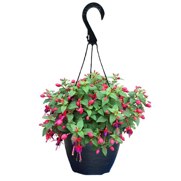 Photo of the plant species Fuchsia 'Ballet Girl' by @taylor.arledge named Kesha on Greg, the plant care app
