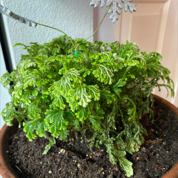 Potted club moss plant with lush, bright green fern-like foliage, appearing healthy and thriving in a terracotta pot with dark soil.