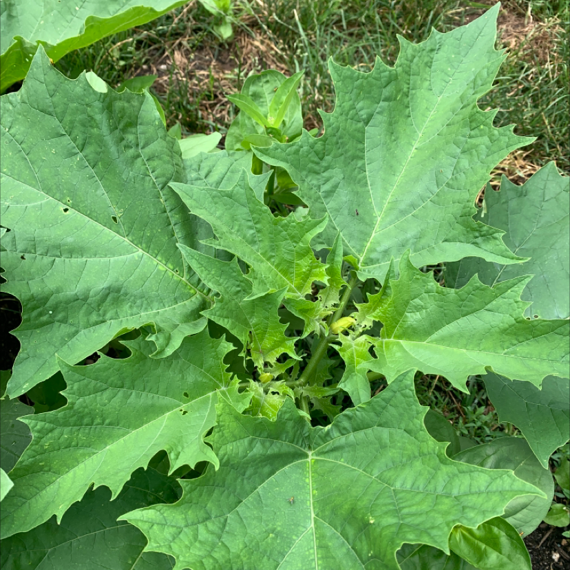 Image of a Devil's Apple plant with large, serrated green leaves.