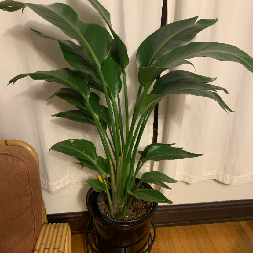 Bird of Paradise plant in a black pot indoors with some minor yellowing on leaves.