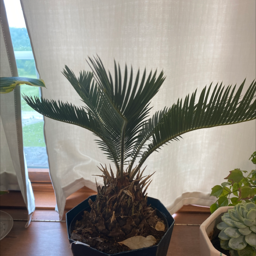 Sago Palm plant photo by @Oliviasteele named Chris on Greg, the plant care app.