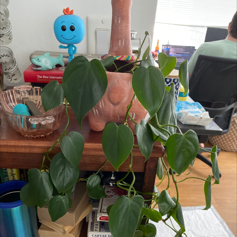 Philodendron Scandens plant photo by Shauna named GiGi on Greg, the plant care app.