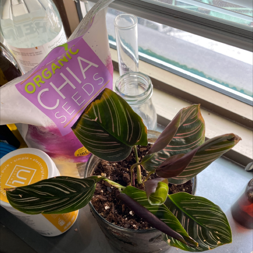 Pinstripe Calathea plant photo by Shauna named Calathea ornata on Greg, the plant care app.