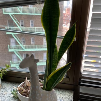 Snake Plant plant in Metuchen, New Jersey
