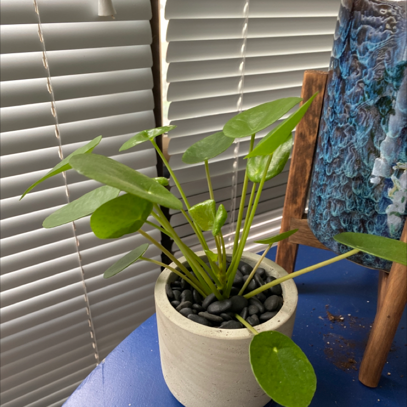 Chinese Money Plant plant photo by Shauna named Chinese 💵 on Greg, the plant care app.