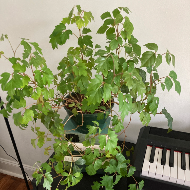 Healthy, thriving potted grape ivy plant with vibrant green leaves trailing down, placed on a piano.